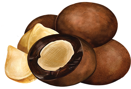 Chocolate Covered Macadamias - Dark Chocolate Medium Bag Product Image
