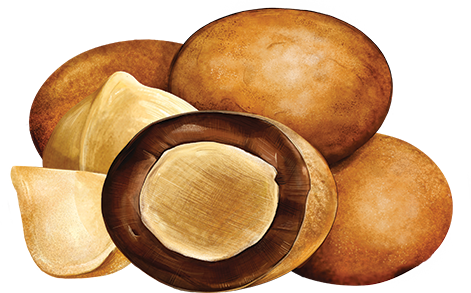 Chocolate Covered Macadamias - Milk Chocolate Medium Bag Product Image